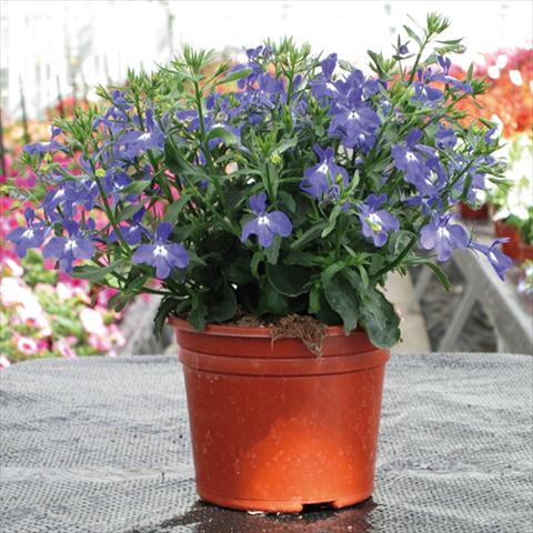 photo of flower to be used as: Pot Lobelia erinus Techno Up Blue