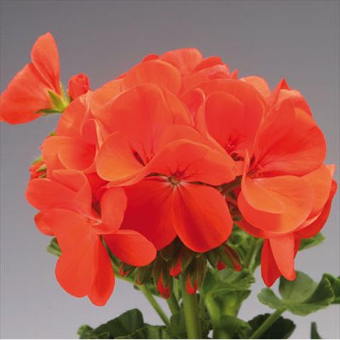 photo of flower to be used as: Pot and bedding Pelargonium x hortorum F.1 Pinto Premium Orange