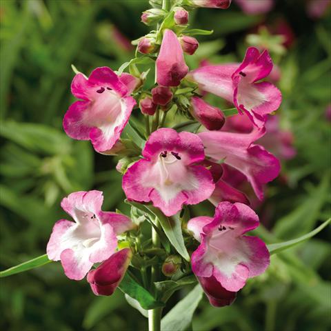 photo of flower to be used as: Pot and bedding Penstemon hartwegii Arabesque Orchid