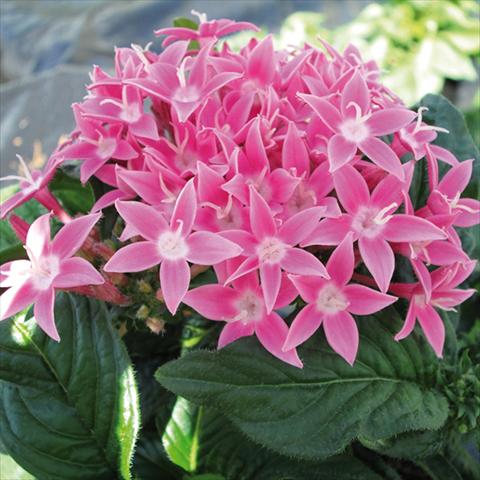 photo of flower to be used as: Pot and bedding Pentas lanceolata BeeBright Pink