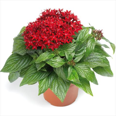 photo of flower to be used as: Pot and bedding Pentas lanceolata BeeBright Red
