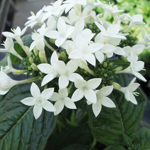 photo of flower to be used as: Pot and bedding Pentas lanceolata BeeBright White