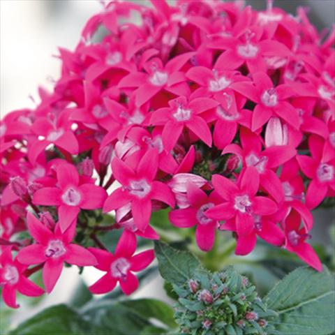 photo of flower to be used as: Pot and bedding Pentas lanceolata Honey Cluster Deep Rose