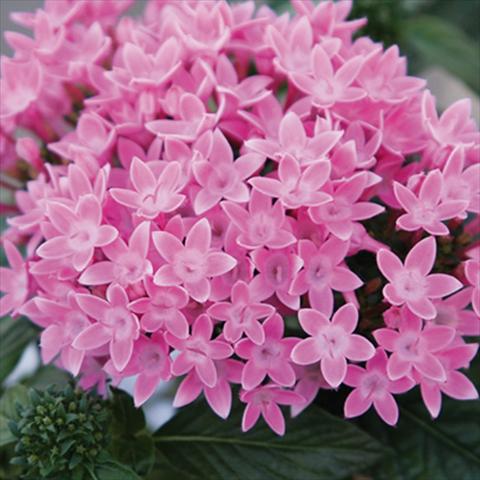 photo of flower to be used as: Pot and bedding Pentas lanceolata Honey Cluster Pink