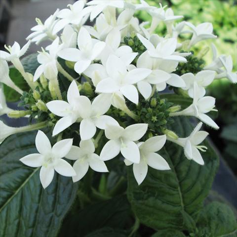 photo of flower to be used as: Pot and bedding Pentas lanceolata Honey Cluster White