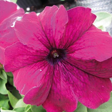 photo of flower to be used as: Pot and bedding Petunia grandiflora Duvet Burgundy