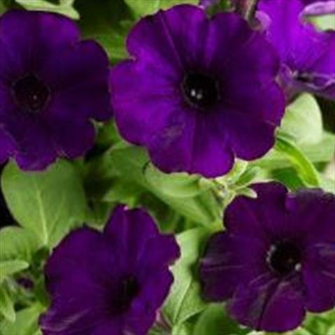 photo of flower to be used as: Pot and bedding Petunia hybrida Sanguna Patio Blue