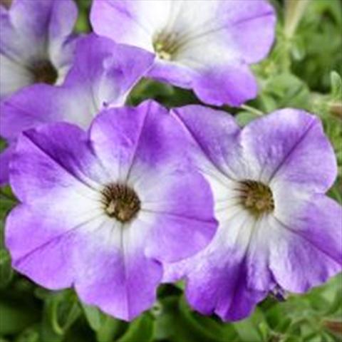 photo of flower to be used as: Pot and bedding Petunia hybrida Sanguna Patio Blue Morn