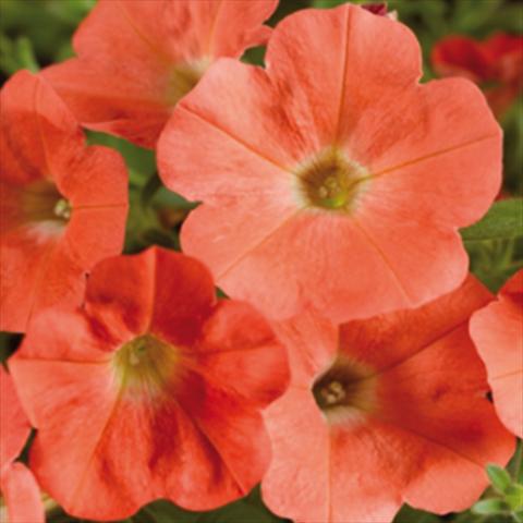 photo of flower to be used as: Pot and bedding Petunia hybrida Whispers