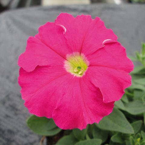 photo of flower to be used as: Pot and bedding Petunia milliflora Picobella Pink