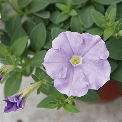 photo of flower to be used as: Pot and bedding Petunia milliflora Picobella Cascade Sky Blue