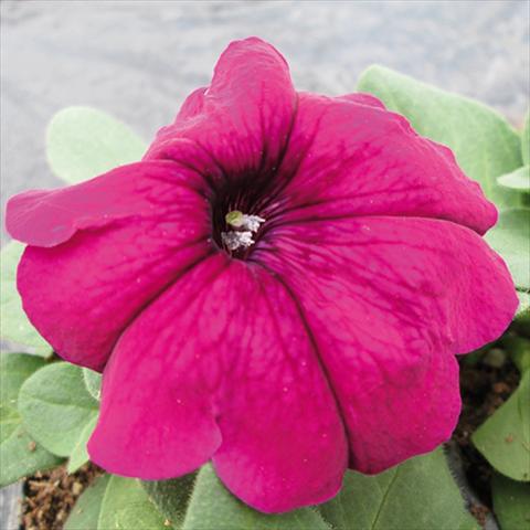 photo of flower to be used as: Pot and bedding Petunia multiflora Damask Purple