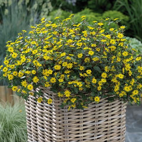 photo of flower to be used as: Pot and bedding Sanvitalia Sundance Trailing Golden Yellow