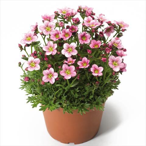 photo of flower to be used as: Pot Saxifraga x arendsii Alpino Pink