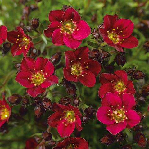 photo of flower to be used as: Pot Saxifraga x arendsii Alpino Red