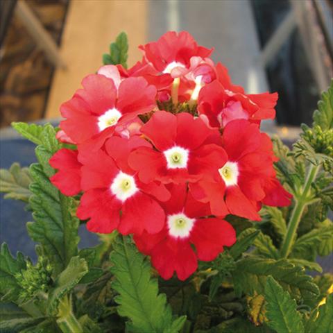 photo of flower to be used as: Pot and bedding Verbena hybrida Tuscany Scarlet with Eye