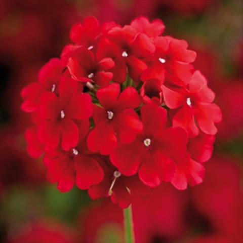 photo of flower to be used as: Pot and bedding Verbena hybrida Lanai Synchro Early Dark Red