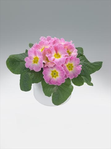 photo of flower to be used as: Basket / Pot Primula acaulis, veris, vulgaris Mega Appleblossom