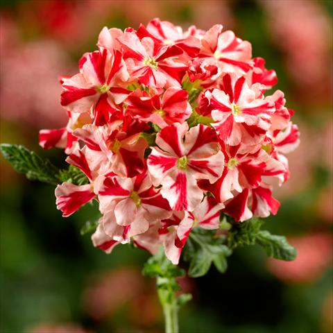 photo of flower to be used as: Pot and bedding Verbena hybrida Lanai Synchro Red Star
