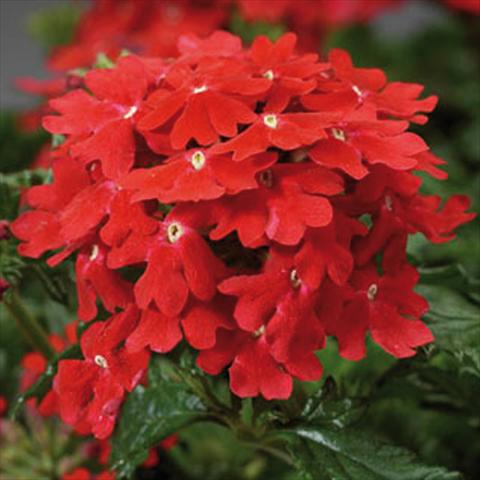 photo of flower to be used as: Pot and bedding Verbena hybrida Magelana Scarlet improved