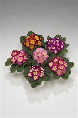 photo of flower to be used as: Basket / Pot Primula acaulis, veris, vulgaris Mega Bicolor