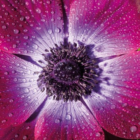 photo of flower to be used as: Cutflower Anemone coronaria L. Mistral® Magenta