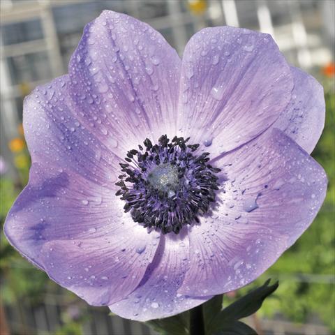 photo of flower to be used as: Cutflower Anemone coronaria L. Mistral® Plus Nadja