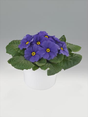 photo of flower to be used as: Basket / Pot Primula acaulis, veris, vulgaris Mega Blue Shades