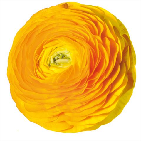 photo of flower to be used as: Cutflower Ranunculus asiaticus Elegance® Giallo-2-10