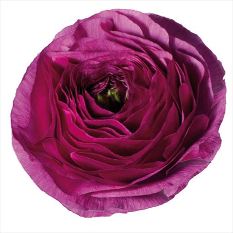 photo of flower to be used as: Cutflower Ranunculus asiaticus Success® Renoir