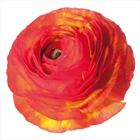 photo of flower to be used as: Cutflower Ranunculus asiaticus Success® Swami