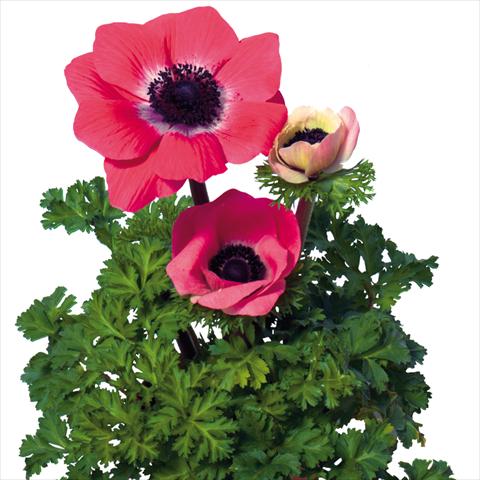 photo of flower to be used as: Cutflower Anemone coronaria L. Mistral Plus® Rosa Shokking