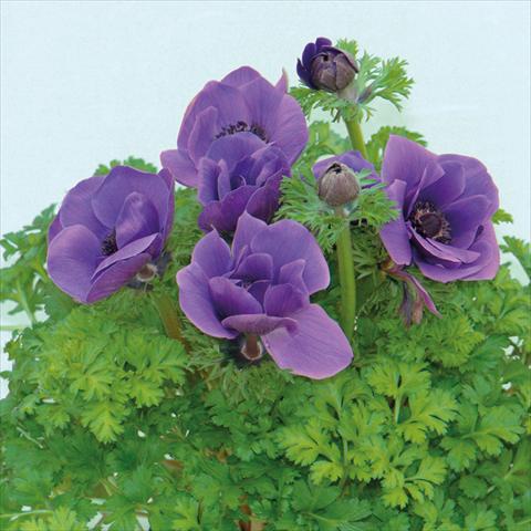 photo of flower to be used as: Cutflower Anemone coronaria L. Pandora® Blu
