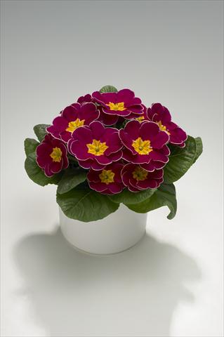 photo of flower to be used as: Basket / Pot Primula acaulis, veris, vulgaris Mega Burgundy with Edge