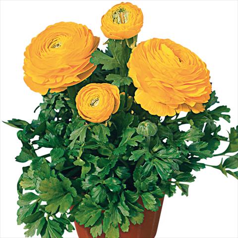 photo of flower to be used as: Cutflower Ranunculus asiaticus Pratolino® Giallo