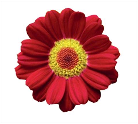 photo of flower to be used as: Pot and bedding Argyranthemum frutescens Molimba® L Red