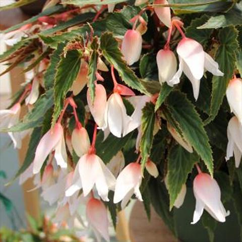 photo of flower to be used as: Patio, pot Begonia boliviensis Bossa Nova Pure White