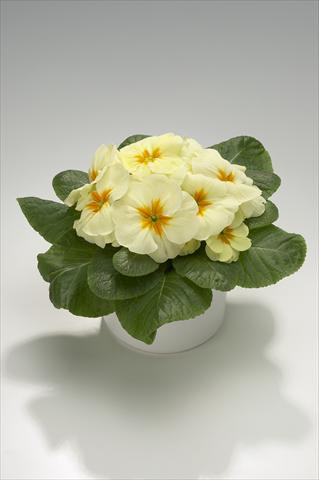 photo of flower to be used as: Basket / Pot Primula acaulis, veris, vulgaris Mega Cream