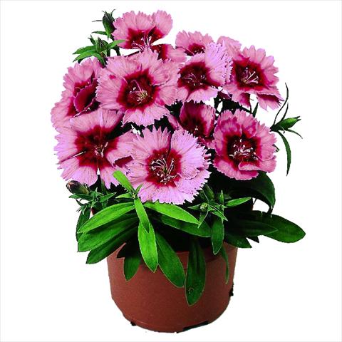 photo of flower to be used as: Pot and bedding Dianthus chinensis F1 Diana Crimson Picotee