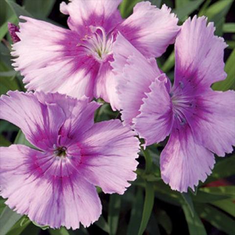 photo of flower to be used as: Pot and bedding Dianthus chinensis F1 Diana Lavender Picotee