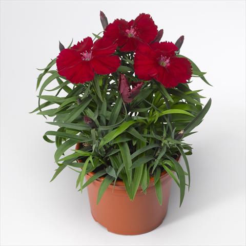 photo of flower to be used as: Pot and bedding Dianthus chinensis F1 Venti Parfait Crimson