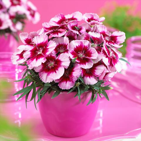 photo of flower to be used as: Pot and bedding Dianthus chinensis F1 Venti Parfait Crimson with Eye