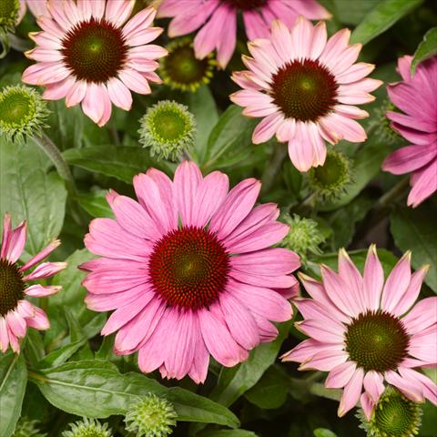 photo of flower to be used as: Pot, bedding, patio Echinacea purpurea Prairie Splendor™ Rose Compact
