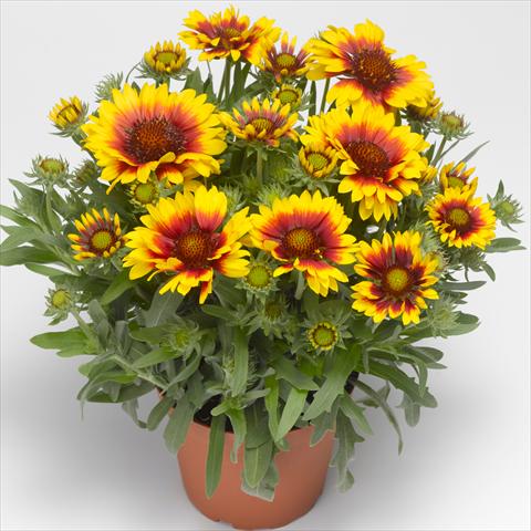 photo of flower to be used as: Pot, bedding, patio Gaillardia aristata Sunrita™
