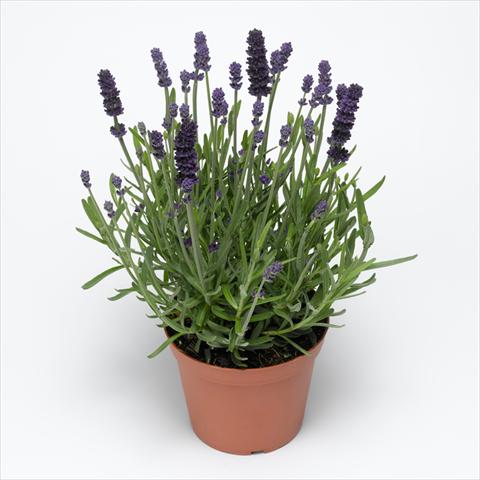 photo of flower to be used as: Pot, bedding, patio Lavandula angustifolia Aromatico™ Blue Improved