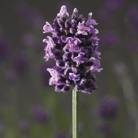 photo of flower to be used as: Pot, bedding, patio Lavandula angustifolia Blue Scent®