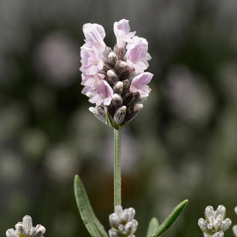 photo of flower to be used as: Pot, bedding, patio Lavandula angustifolia White Scent® Early