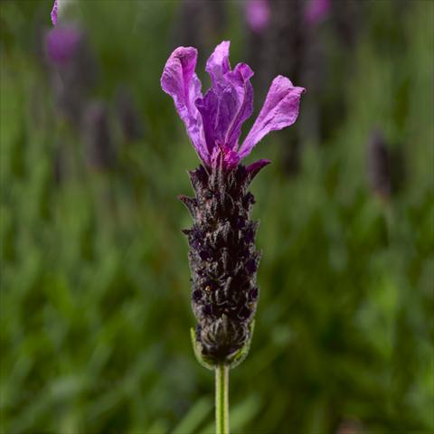 photo of flower to be used as: Pot, bedding, patio Lavandula stoechas Javelin™ Forte Deep Purple
