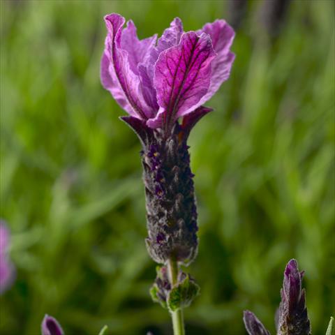 photo of flower to be used as: Pot, bedding, patio Lavandula stoechas Javelin™ Forte Forte Purple