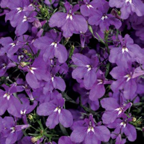 photo of flower to be used as: Pot, bedding, patio Lobelia erinus Laguna® Trailing Violet Imp